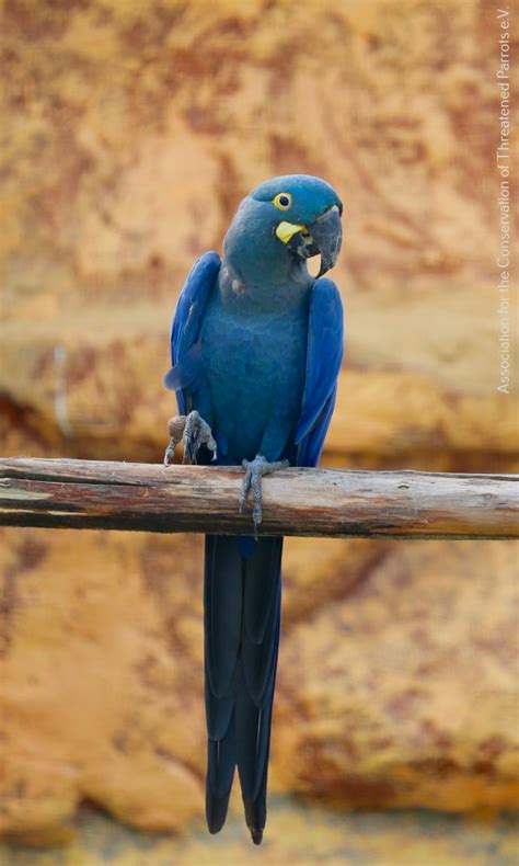 Lear's Macaw | Macaw, Rare birds, Rare species