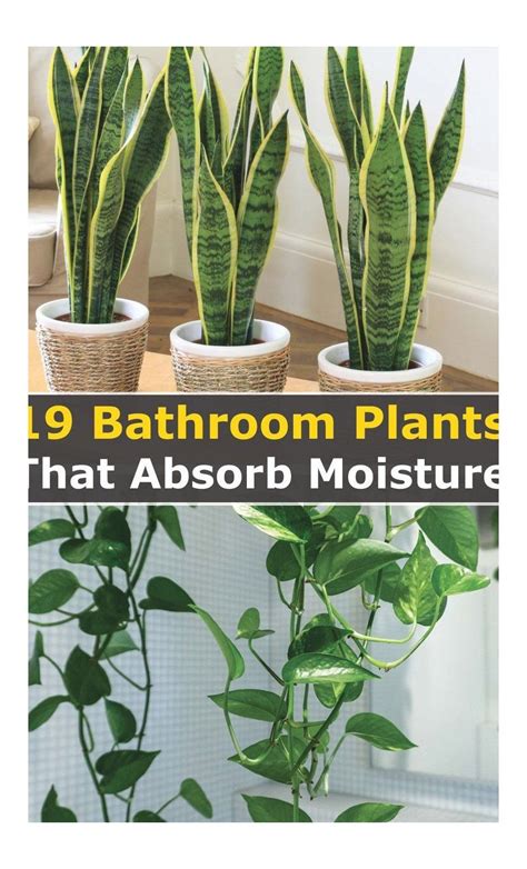 Indoor Plants Bathroom Plants That Absorb Moisture - Renews