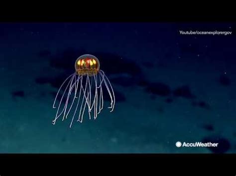 Unusual creatures that lurk in the deep sea floor - YouTube