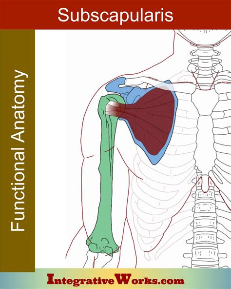 Subscapularis - Functional Anatomy - Integrative Works