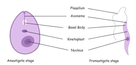 Leishmania donovani: Morphology, Life Cycle, Leishmaniasis and Its ...