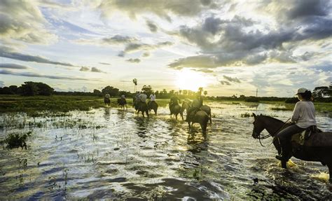 The Wildlife Spectacle of the Pantanal