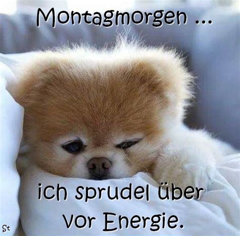 Montagmorgen, ich sprudel über vor Energie. | Funny pictures, Animals, Funny