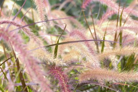 A Field of Purple Fountain Grass Stock Photo - Image of field, purple ...