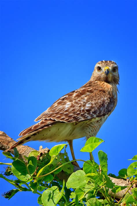 Hawk Eye - Anne McKinnell Photography