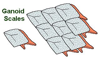 Ducunt volentem fata, nolentem trahunt — Types of fish scales. Placoid scales are small,...