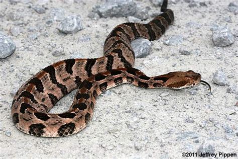 Timber (Canebrake) Rattlesnake (Crotalus horridus)