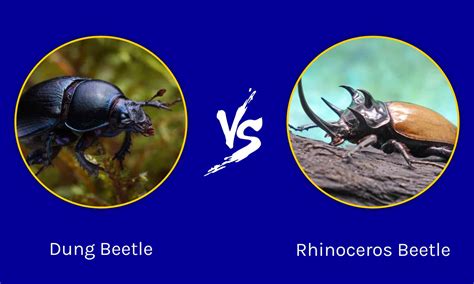 Dung Beetle vs. Rhinoceros Beetle: What Are The Differences? - A-Z Animals