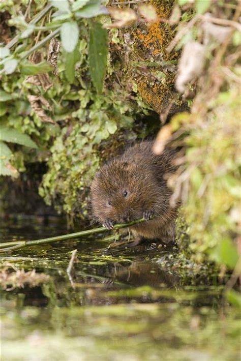 Water vole - so cute! #nature #wildlife #cute | Cute animals, Wildlife nature, Wildlife