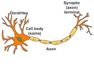 Nervous Tissue Diagram