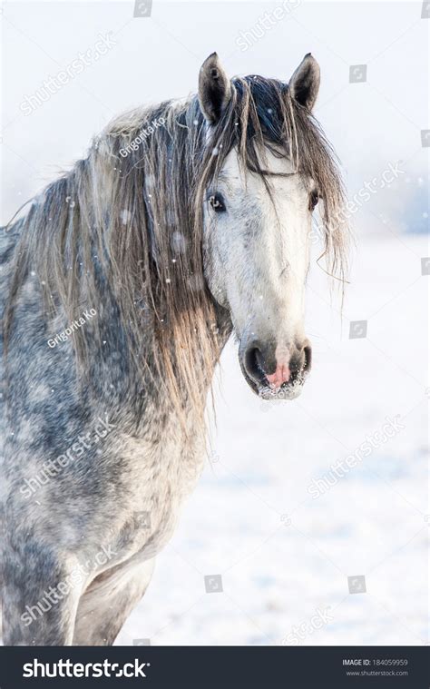 Grey shire horse Images, Stock Photos & Vectors | Shutterstock