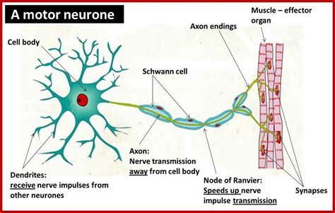 Structure of neurones