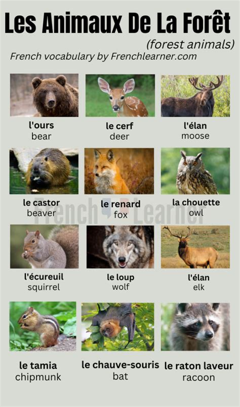 French Animal Names (100+ Vocabulary Words With Pictures)