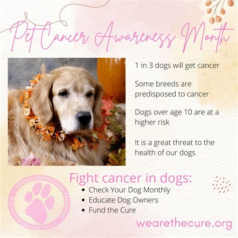 Dog Cancer Prevention - The National Canine Cancer Foundation