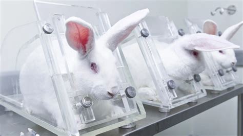 Petition · Stop Animal Testing/Cruelty - New Zealand · Change.org