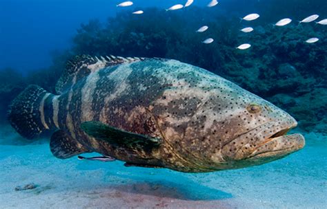 Atlantic Goliath Grouper | Wild Kratts Wiki | Fandom