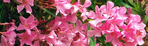 Oleander Pruning: [Proper Period and Technique] - Complete Gardering