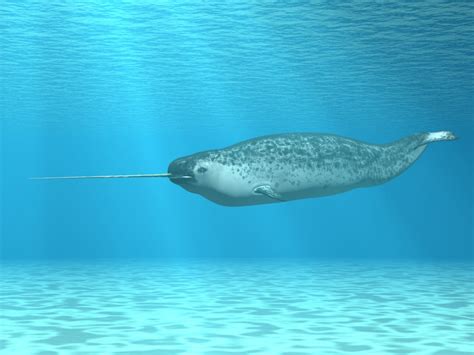 Everything You Never Knew About Narwhals – OMGFacts