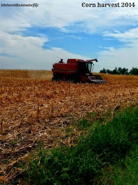 In Between the Sunsets of Life: Corn Harvest 2014 & a few other things