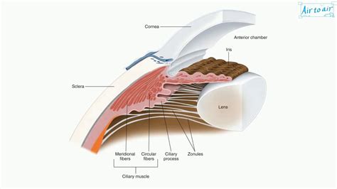 ciliary body - YouTube