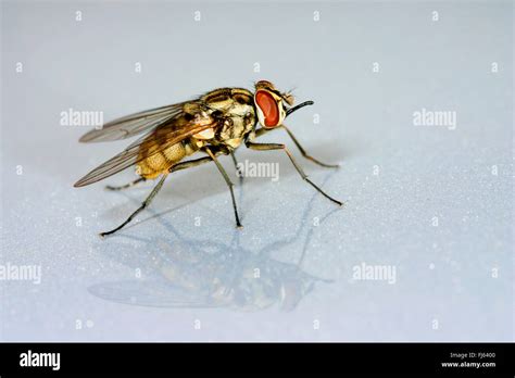 Stable fly, Dog fly, Biting housefly (Stomoxys calcitrans), on white ground, Germany Stock Photo ...