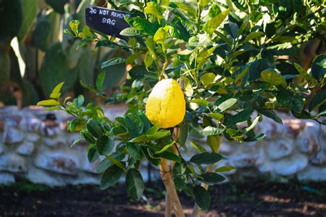 Rediscovering the citron fruit tree – Babylonstoren harvests its first!