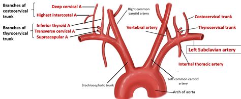 subclavian artery branch - Google 搜尋 | Subclavian artery, Arteries, Carotid artery