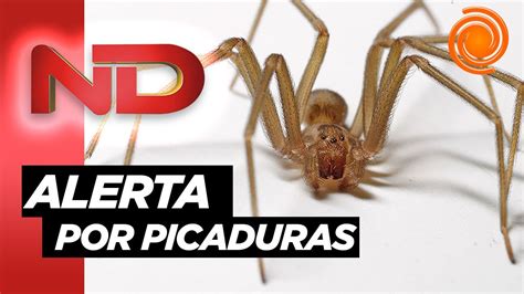 La "araña del rincón" provocó dos muertes: cómo reconocerlas y cómo prevenir las picaduras - YouTube