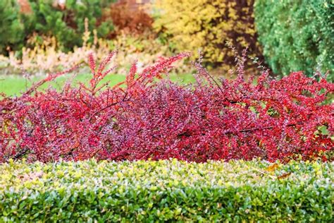 How to Grow and Care for Cotoneaster - GrowingVale