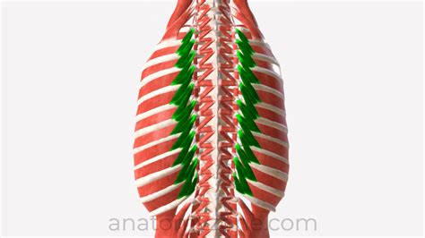 Levatores Costarum - Origin, Insertion, Action, 3D Model | AnatomyZone