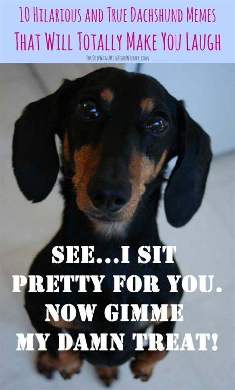 10 Hilarious and True Dachshund Memes That Will Totally Make Your Day - YouDidWhatWithYourWiener.com