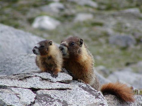 Animals - Sequoia & Kings Canyon National Parks (U.S. National Park ...