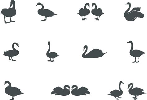 Swan silhouettes, Swan vector set. 23842667 Vector Art at Vecteezy