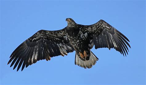 Juvenile Bald Eagle in flight Photograph by Joseph Siebert - Pixels