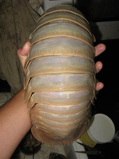 The Giant Isopod - Marine Bizarre Animals, Ugly Animals, Giant Animals, Big Animals, Unusual ...