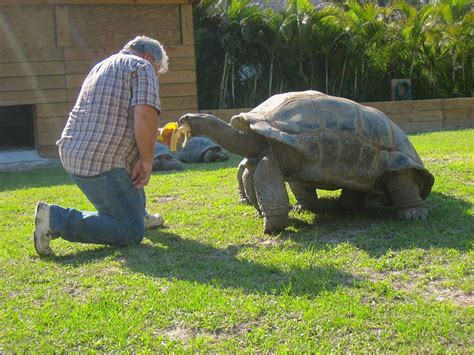 Aldabra Tortoise | Tortoise habitat, Tortoises, Tortoise turtle