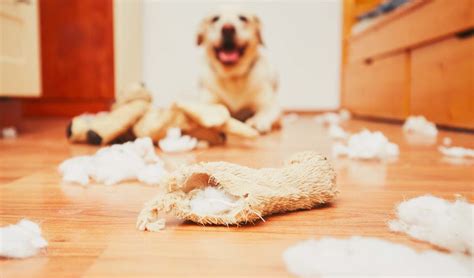 10 Best Dog Supplies for Solving Bad Behavior in Dogs