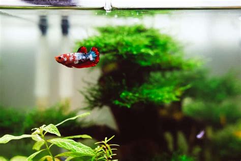 Best Tank Setup for Betta Fish: A Step-by-Step Guide