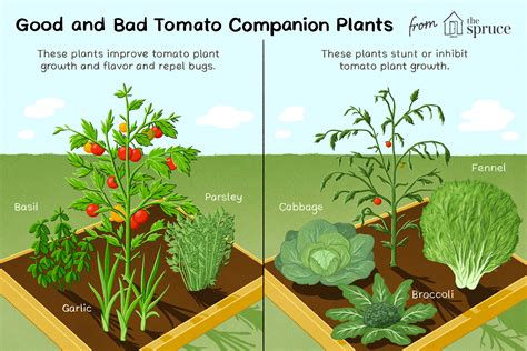 Best and Worst Companion Plants for Tomatoes