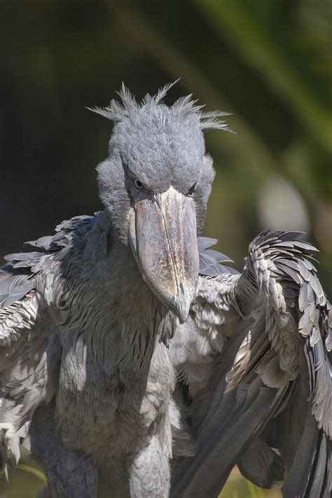 Shoebill Stork | Shoebill stork, Scary birds, Shoebill