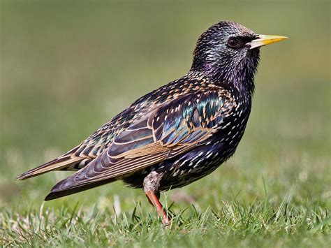 European Starling | Celebrate Urban Birds