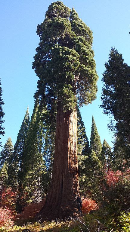 File:Methuselah tree.jpg - Wikimedia Commons