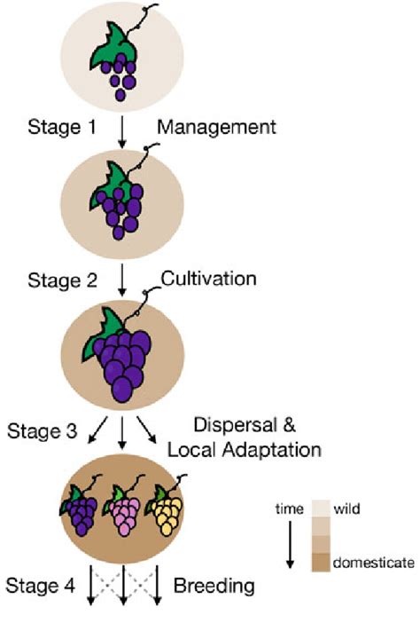 1 Schematic of the domestication process, illustrating a hypothesized ...