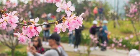 Why Taiwan is the Most Underrated Cherry Blossoms Destination this Year - HotelsCombined Why ...