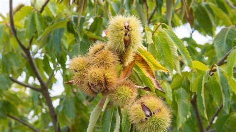 Helping American chestnut trees recover from blight | Opinion