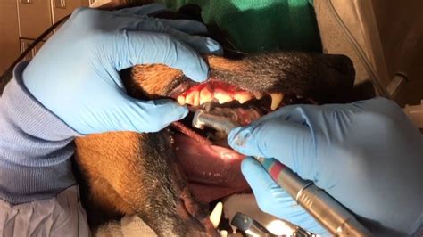 Dog Surgical extraction of carnassial tooth - YouTube