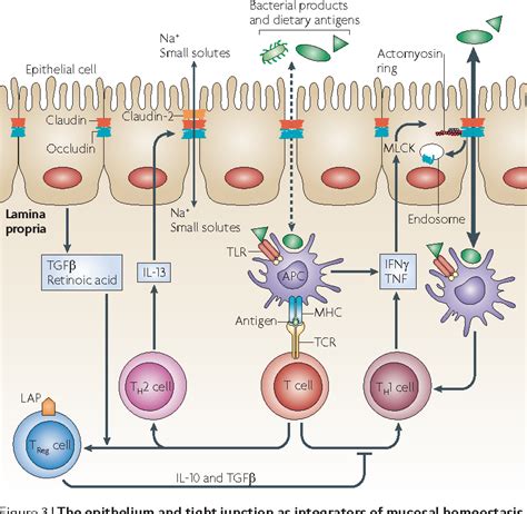 [PDF] Intestinal mucosal barrier function in health and disease ...