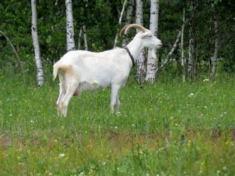 http://www.torange.us/photo/24/13/White-goat-1382513699_87.jpg | Goats, Animals, Photo