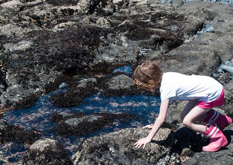 Exploring Oregon Coast Tide Pools - Outdoor Project