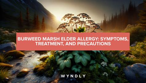 Burweed Marsh Elder Allergy: Identifying Symptoms and Treatment (2024 ...